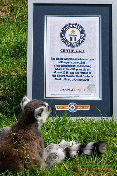 Stumpy with certificate