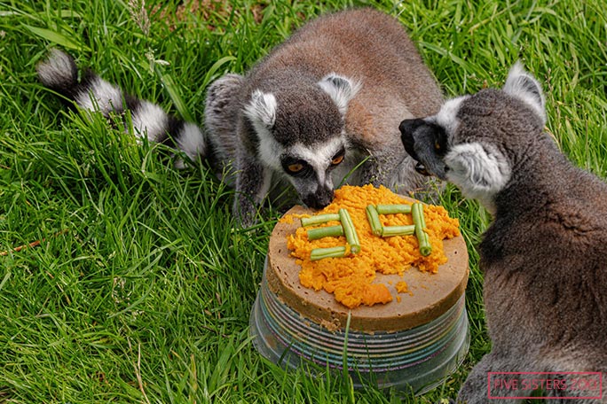 Stumpy with cake