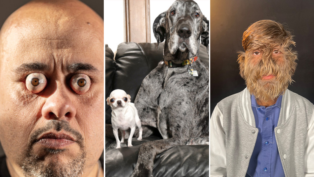 Split image eye ball pop dogs and hairiest face