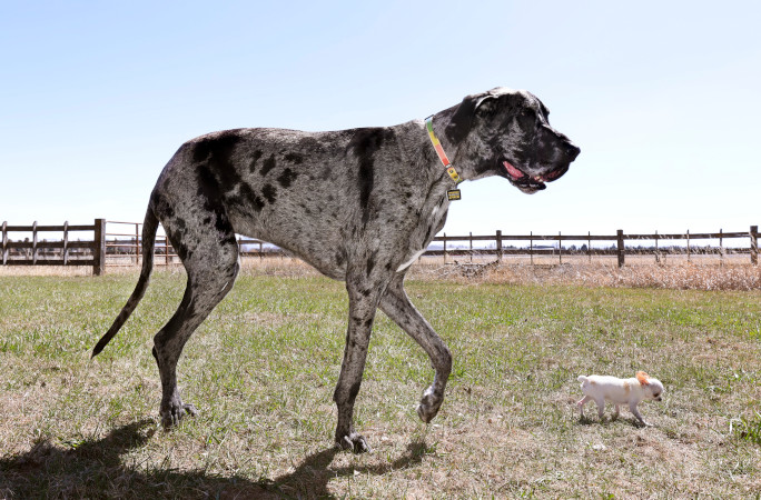 tallest and shortest dogs together