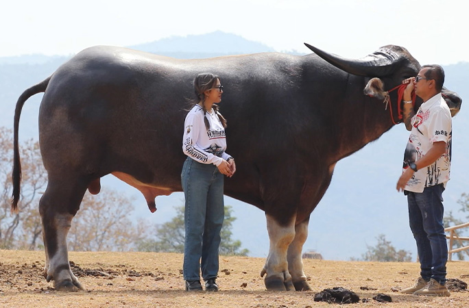 Tallest water buffalo with owners