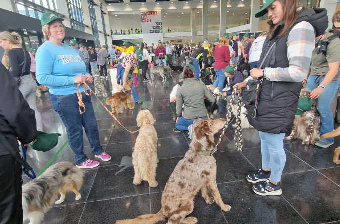 Dogs preparing for attempt