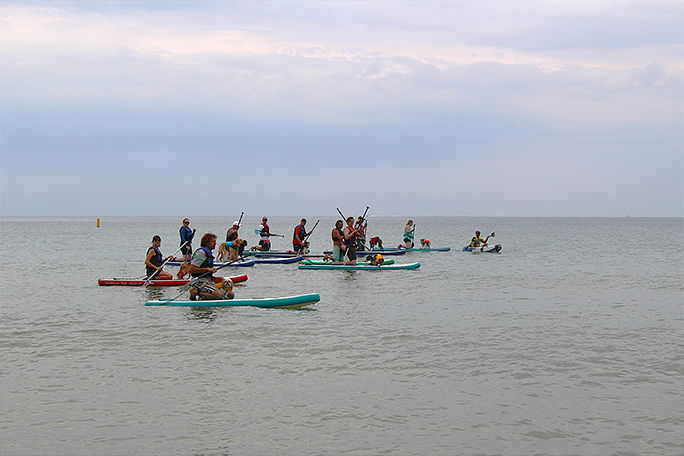 Dogs on paddleboards line up
