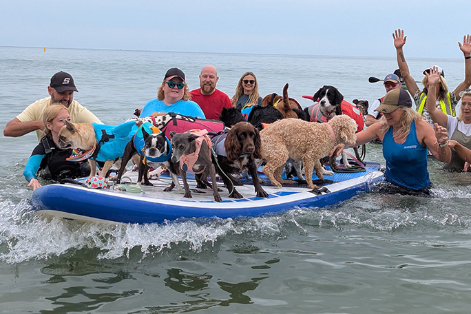 Many dogs on one paddleboard