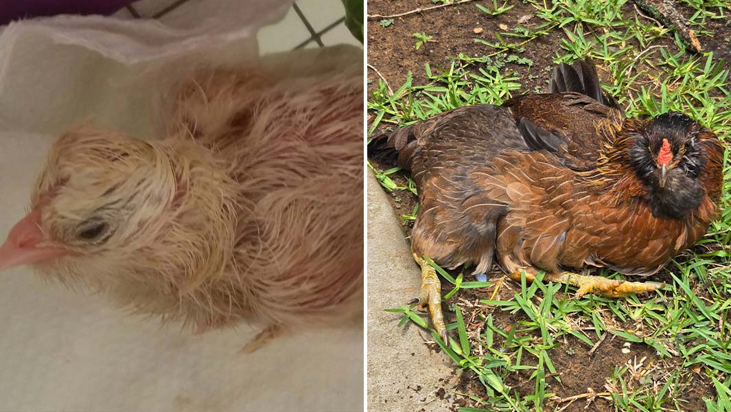 Split image oldest chicken young and now