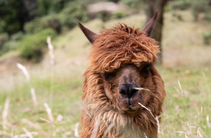 Oldest alpaca close up