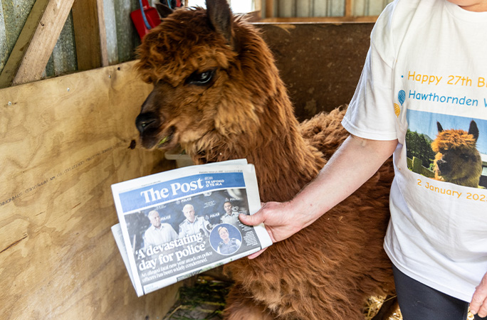 Oldest alpaca with old newspaper