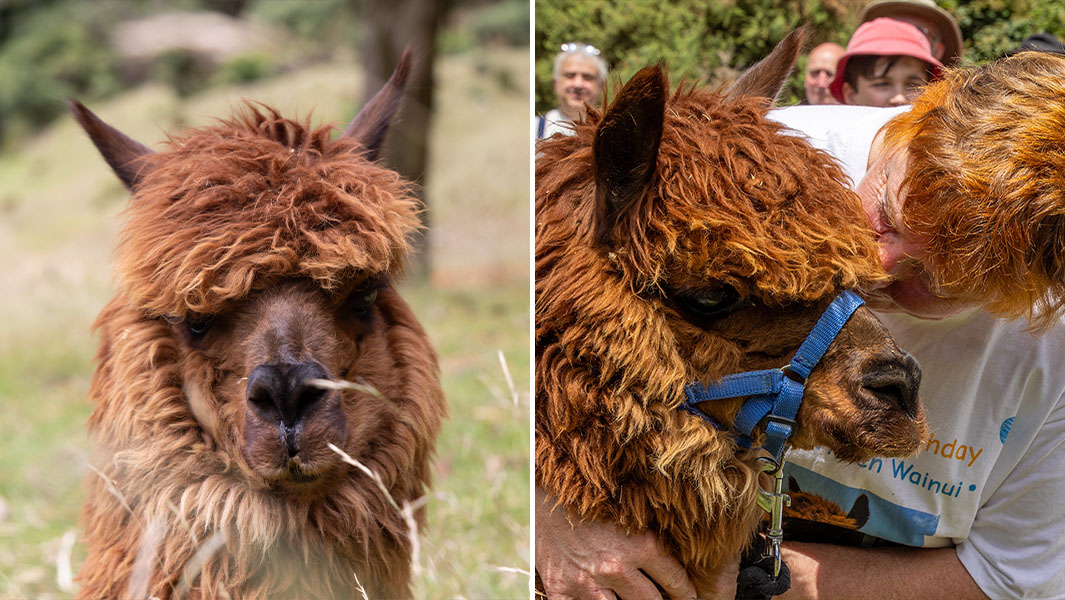 Split image alpaca close ups
