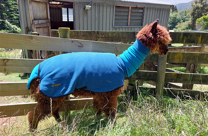 Alpaca wearing clothes
