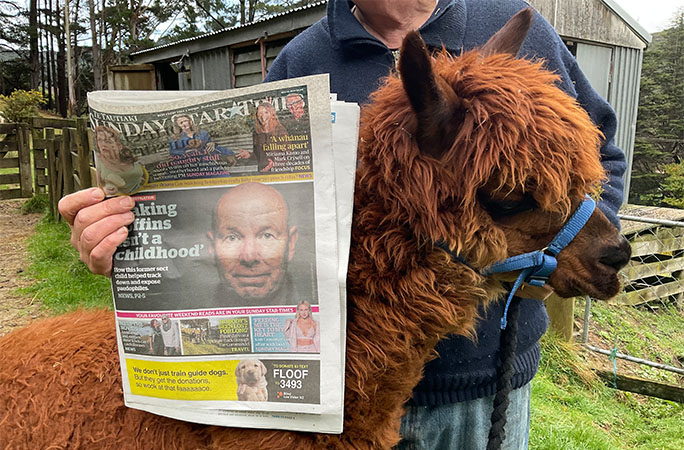 Oldest alpaca with newpaper