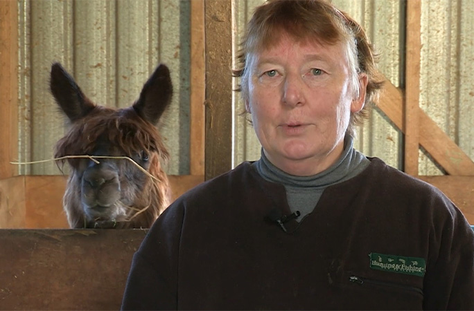 Oldest alpaca with owner Vicki