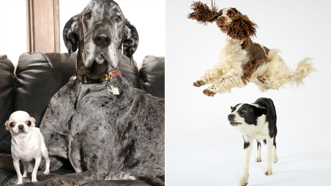 Split image tallest and shortest dog and dog jumping over other dog