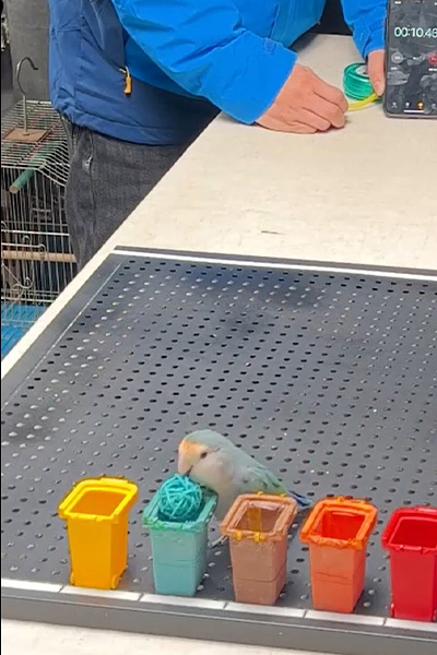 Parrot putting ball into basket