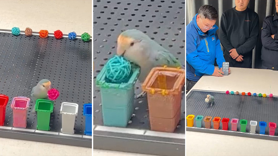 Split image parrot identifying colours