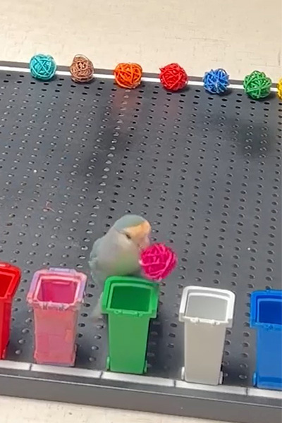 Parrot with pink ball