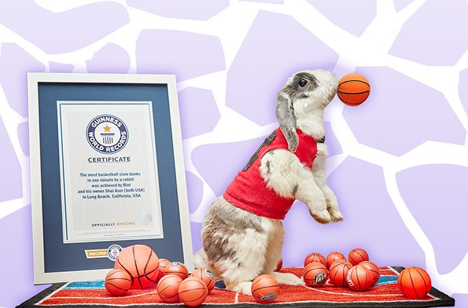 Rabbit with basketballs and certificate