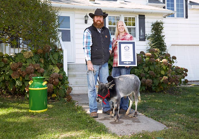 smallest bull with owners