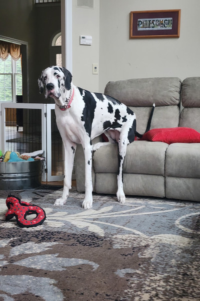 minnie standing from couch