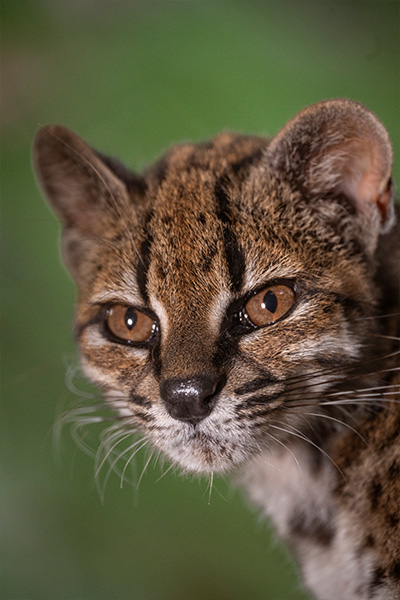 newest-wild-cat-leopardus-tilcayo-closeup-head