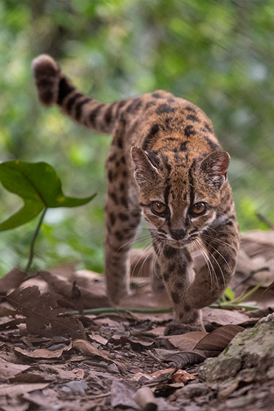 newest-wild-cat-leopardus-tilcayo-on-the-prowl