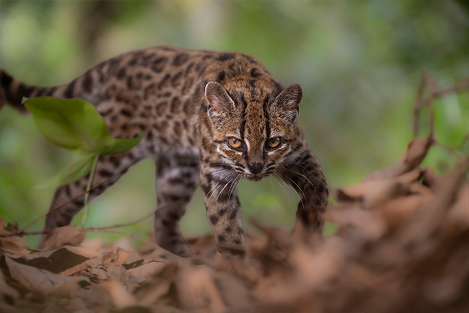 newest-wild-cat-leopardus-tilcayo-on-the-prowl
