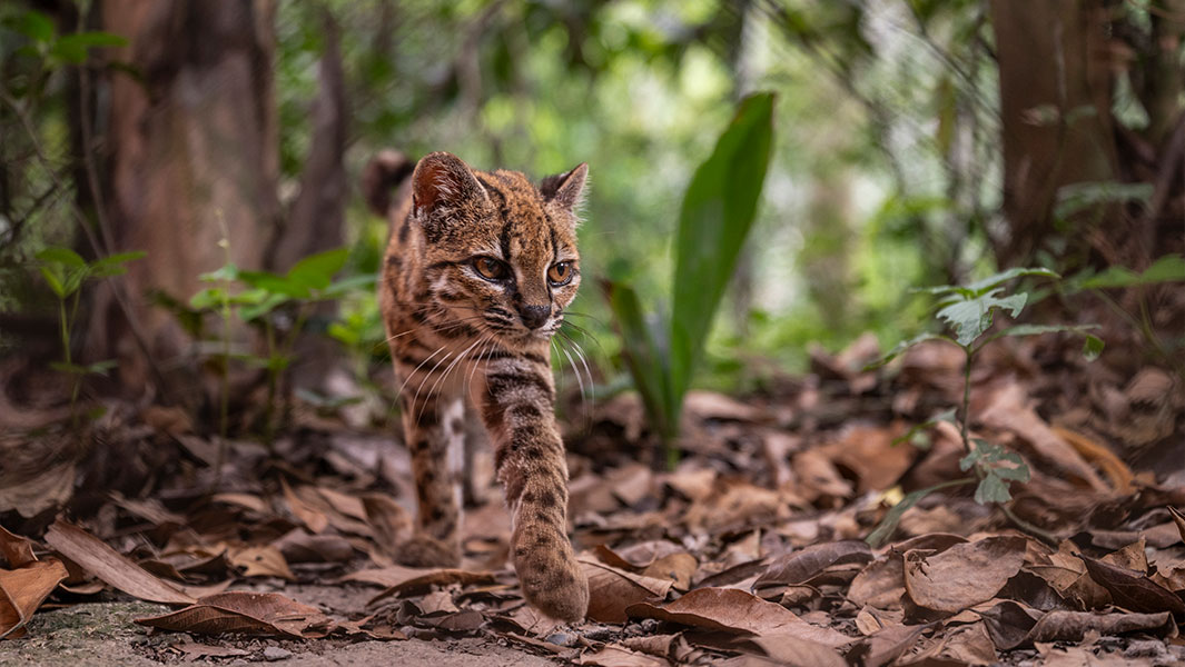 newest-wild-cat-prowling-and-with-Paola-Nogales-Ascarrunz-at-sanctuary-kids