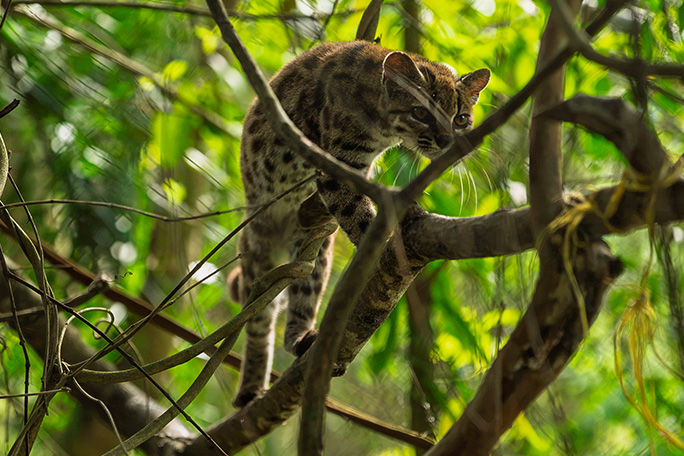 newest-wild-cat-leopardus-tilcayo-stalking-in-treetops