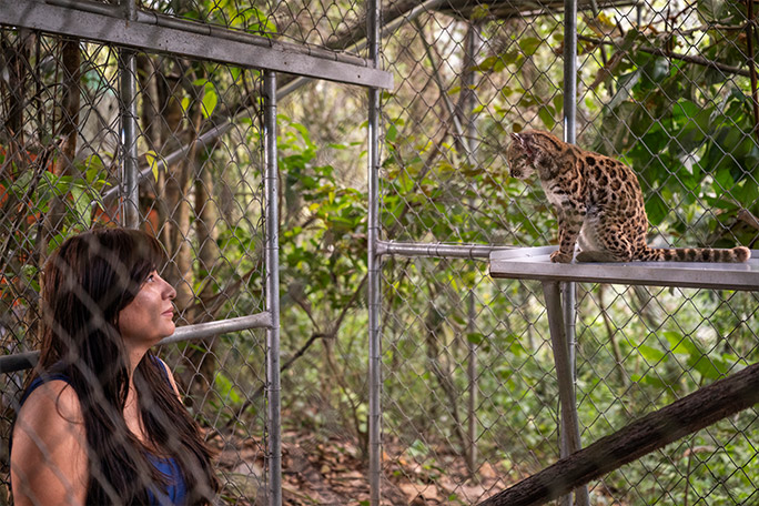 newest-wild-cat---Paola-Nogales-Ascarrunz-with-tilcayo-at-Senda-Verde-wildlife-sanctuary