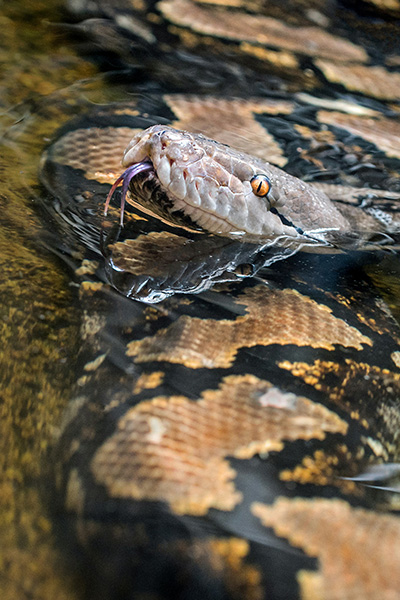 green anaconda close up
