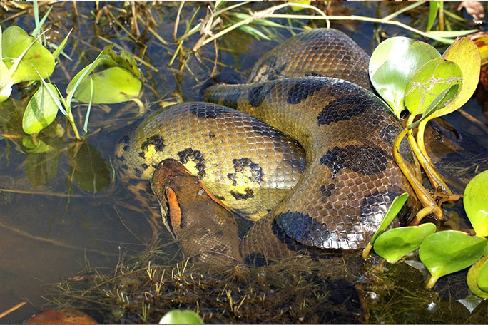 green anaconda close up