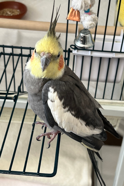 sonny looking at camera