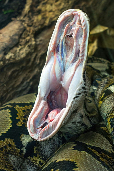 snake close up open mouth