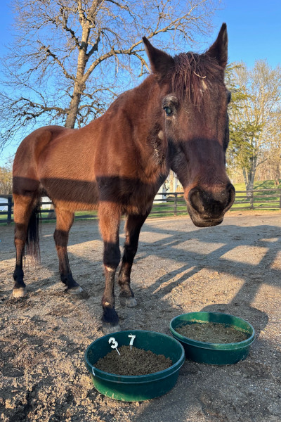 Fancy with birthday cake