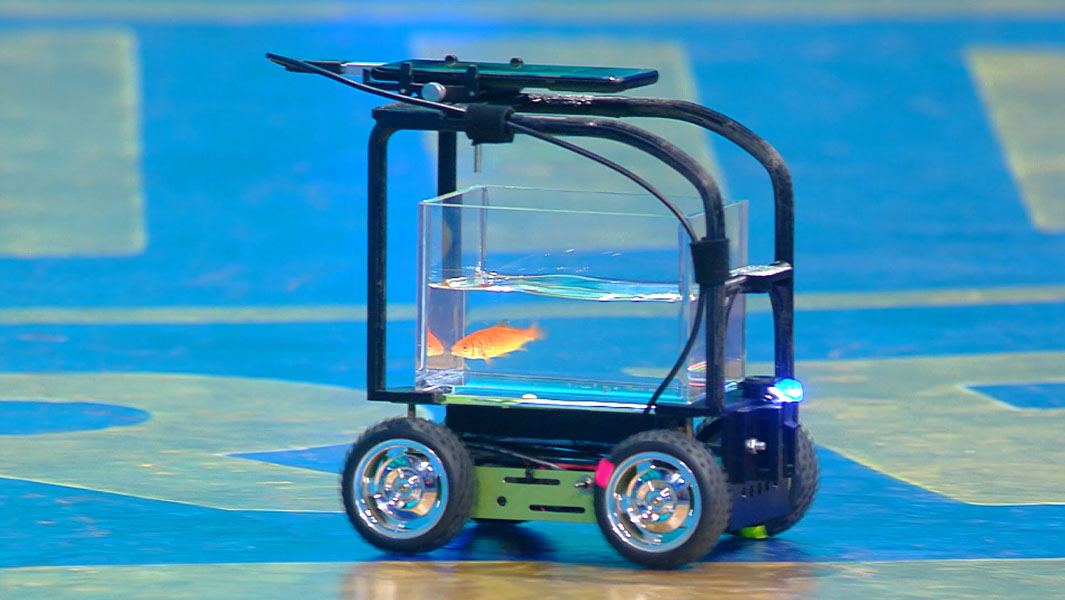 Goldfish in tank on car