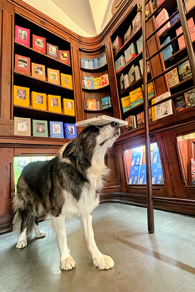 dog balancing book on head