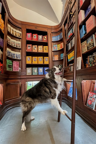 dog stepping on ladder