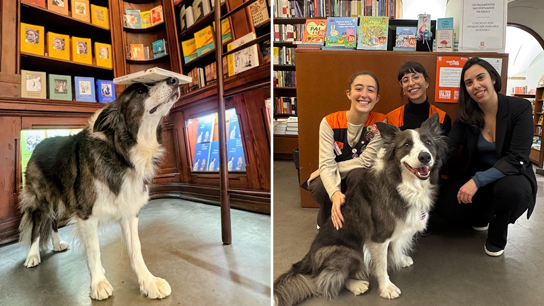 Split image dog balancing book on head and posing with bookshop employees