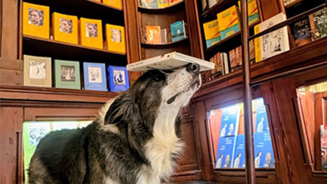 Split image dog balancing book on head and posing with bookshop employees