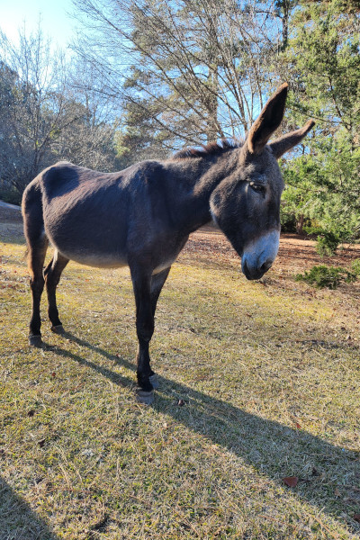 donkey in the sun