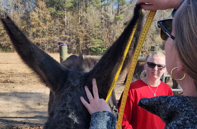 donkeys ear being measured 2