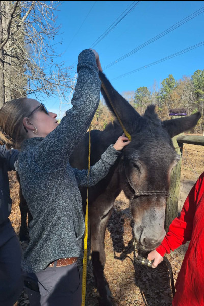 donkeys ear being measured