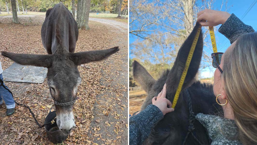 donkey with longest ears being measured