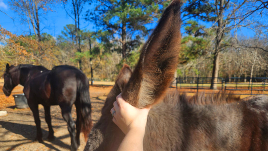 donkey with longest ears being measured