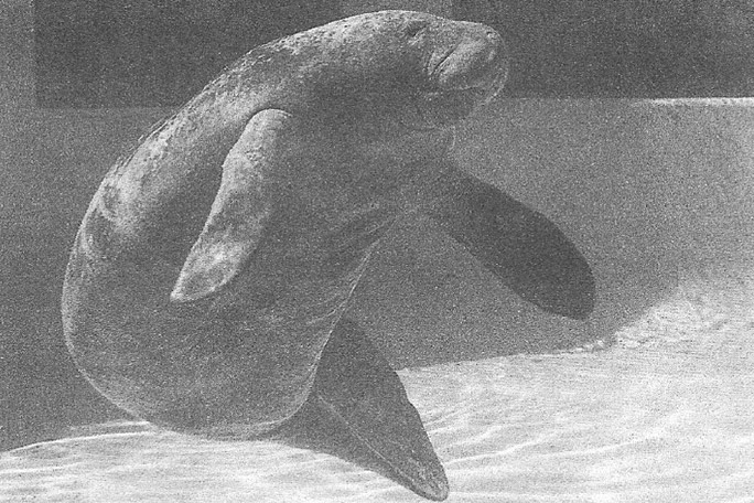 black white pic romeo