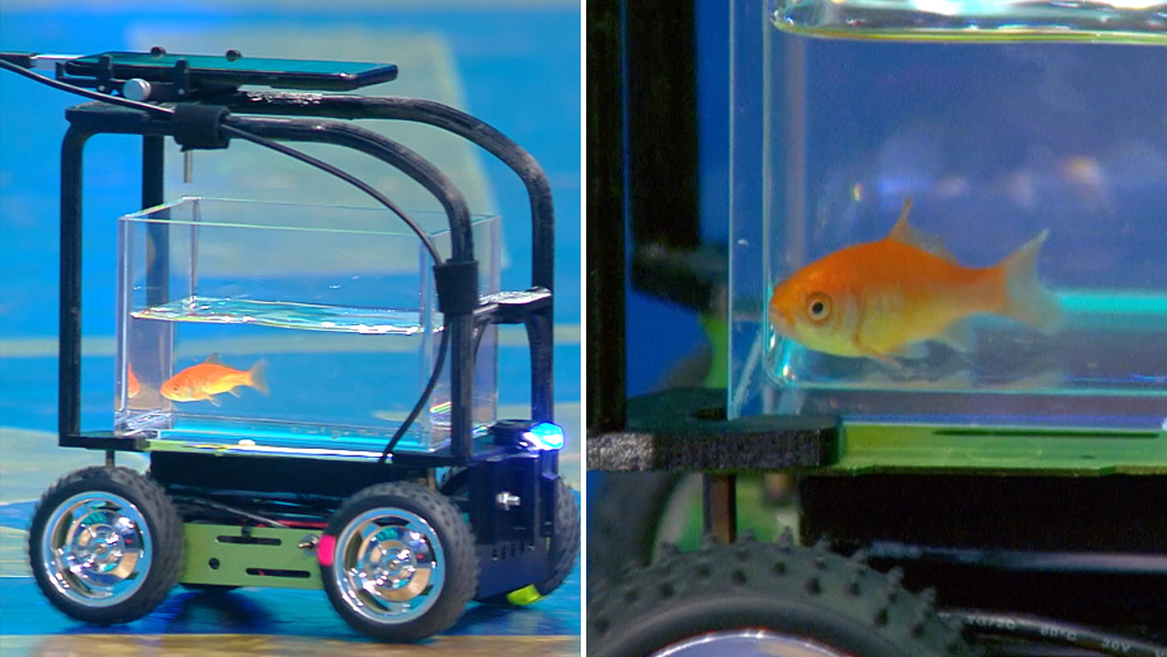 Meet Blub, the goldfish that can DRIVE