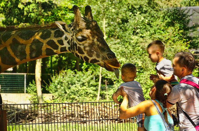 giraffe with kids