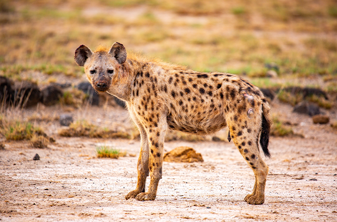 hyena looking at camera