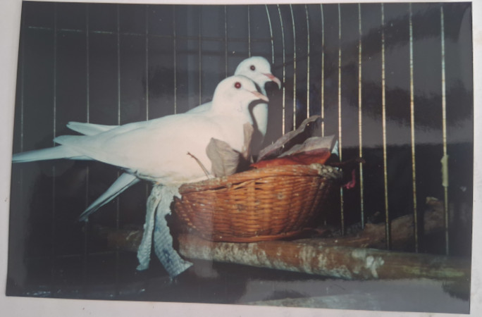 Sugar with friend bird