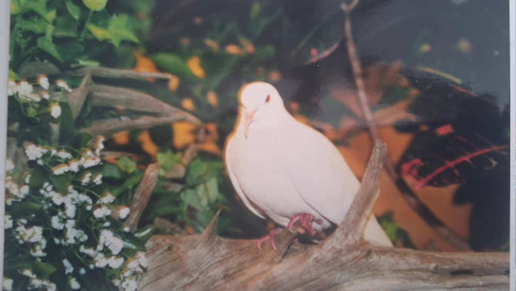 split image dove young and now