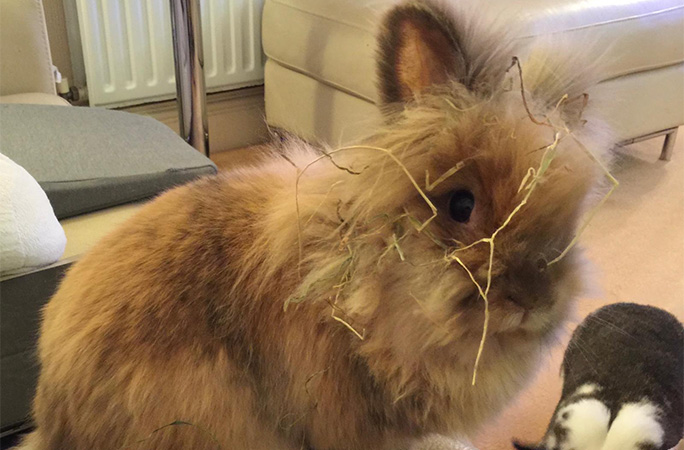 Herbie covered in hay
